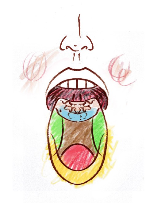 Zeichnung einer Zunge mit farblich hervorgebobenen Zonen